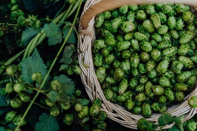 Frischer grüner Hopfen in einem Korb