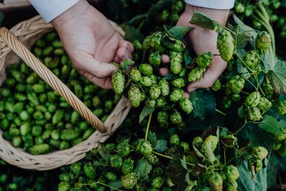 Frischer grüner Hopfen in einem Korb und gehalten von einer Hand