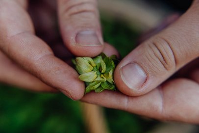 Frische grüne Hopfendolde gehalten von einer Hand