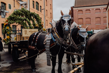 Prachtvoll geschmückte Pferde mit Kutsche im Innenhof der Augustiner Brauerei